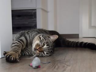 Φωτογραφία για H Νέα Υόρκη  απαγορεύει την ονυχεκτομή στις γάτες