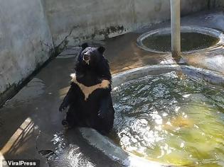 Φωτογραφία για Αξιαγάπητη αρκούδα δροσίζεται σαν άνθρωπος στην πισίνα