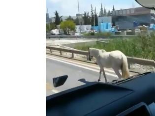 Φωτογραφία για Εντοπίστηκε το άλογο που κινούνταν σε δρόμους της πόλης