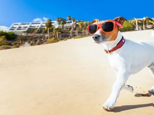 Φωτογραφία για Διακοπές με τον σκύλο: Όλα όσα πρέπει να ξέρετε πριν ξεκινήσετε