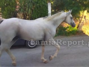 Φωτογραφία για Άλογο… έκοβε βόλτες μέσα στο δρόμο