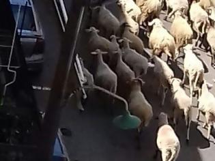 Φωτογραφία για Αγρίνιο: Ακόμη να βρεθεί λύση με τα ανεπιτήρητα πρόβατα μέσα στην πόλη (φωτο)