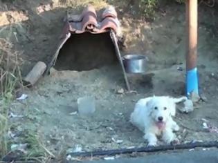 Φωτογραφία για Άγνωστοι πήραν το σκύλο του Χάρη – Έκκληση να τον επιστρέψουν (VIDEO)