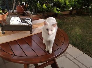 Φωτογραφία για Χάθηκε ο γάτος της φωτογραφίας στον ΑΣΤΑΚΟ - Μήπως τον είδατε;