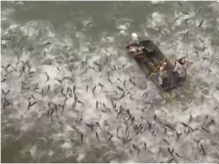 Φωτογραφία για Γιατί οι επιστήμονες κάνουν ηλεκτροσόκ σε ψάρια της λίμνης Κεντάκι -Ανατριχιαστικό βίντεο