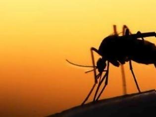 Φωτογραφία για Πρέπει να μάθουμε να ζούμε με τα κουνούπια