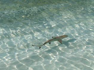 Φωτογραφία για Νέα Σμύρνη: Η παραλία που ...αγαπούν οι καρχαρίες
