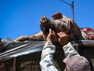 Φωτογραφία για SOS για την αφρικανική πανώλη των χοίρων: Έκτακτη πρόσληψη 46 κτηνιάτρων