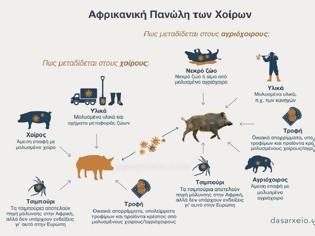 Φωτογραφία για Περιφέρεια Αττικής: Προληπτικά μέτρα για την αφρικανική πανώλη των χοίρων