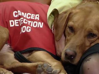 Φωτογραφία για Οι σκύλοι «ορμούν» στον ανθρώπινο… καρκίνο