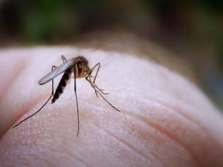 Φωτογραφία για Ιός Δυτικού Νείλου: Ποιες είναι οι περιοχές με τα περισσότερα μολυσμένα κουνούπια