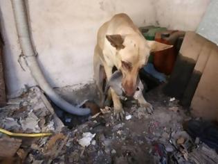Φωτογραφία για Η ηρωική σκυλίτσα-μάνα που έσωσε τα κουτάβια της στον Υμηττό