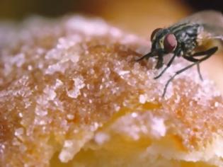 Φωτογραφία για Τι συμβαίνει αν μια μύγα ακουμπήσει το φαγητό; - Κάνει να το φάμε;
