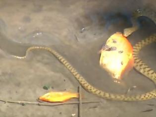 Φωτογραφία για Απίστευτο βίντεο από το φράγμα Αποσελέμη: Φίδι τρώει χρυσόψαρο μέσα στο νερό!