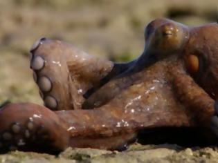 Φωτογραφία για Βίντεο του BBC: Το τεράστιο χταπόδι που περπατάει και αναπνέει στην ξηρά !!!