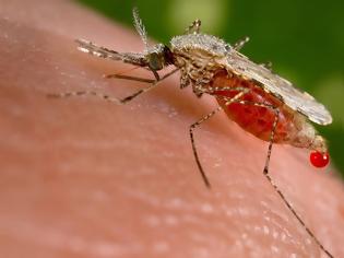 Φωτογραφία για Συμπτώματα της λοίμωξης από ιό του Δυτικού Νείλου, που μεταδίδεται με τα κουνούπια;