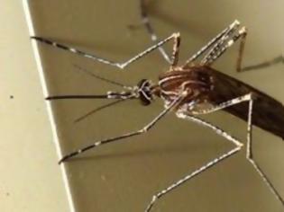 Φωτογραφία για Στα μέτρα ατομικής προφύλαξης από τα κουνούπια εφιστά την προσοχή ο ΙΣΑ