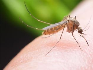 Φωτογραφία για ΙΣΑ: Σημαντική η ατομική προφύλαξη για την προστασία από τα κουνούπια