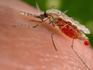 Φωτογραφία για Συμπτώματα της λοίμωξης από ιό του Δυτικού Νείλου, που μεταδίδεται με τα κουνούπια