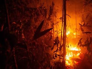 Φωτογραφία για Πυρκαγιές στον Αμαζόνιο: Βασική αιτία η παγκόσμια δίψα για το βοδινό κρέας και τη σόγια από τη Βραζιλία