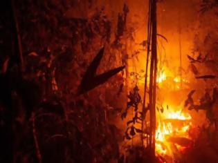Φωτογραφία για Πυρκαγιές στον Αμαζόνιο: Βασική αιτία η παγκόσμια δίψα για το βοδινό κρέας και τη σόγια της Βραζιλίας