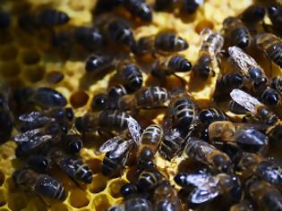 Φωτογραφία για Μισό δισεκατομμύριο μέλισσες έχουν πεθάνει από φυτοφάρμακα στη Βραζιλία