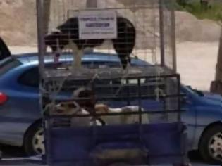 Φωτογραφία για Καταγγελία σοκ από το Άργος Ορεστικό: «Ρίχνουν αδέσποτα σκυλιά στον Γράμμο για να τα φάνε οι λύκοι»