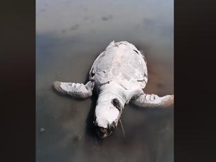 Φωτογραφία για Νεκρή μια μεγάλη χελώνα στoν Αμβρακικό σε παραλία στο ΔΡΥΜΟ Βόνιτσας - [ΒΙΝΤΕΟ: Θανάσης Παλούκης]