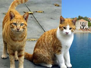 Φωτογραφία για Καστός Λευκάδας: 64χρονος κατηγορείται ότι έβαλε φόλα σε επτά γάτες και αναζητείται