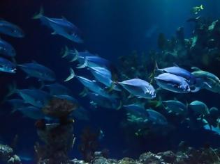 Φωτογραφία για Προσοχή: Aυτά είναι τα 4 φονικά ψάρια των ελληνικών θαλασσών!