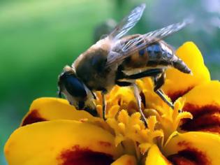 Φωτογραφία για Ο θάνατος των μελισσών
