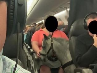 Φωτογραφία για Δεν είναι fake news: Πήρε μαζί της στην πτήση ένα μικρό πόνι (pics & vid)