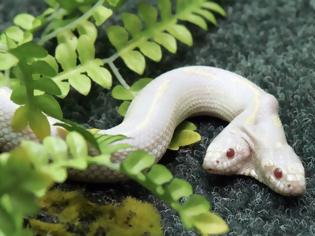 Φωτογραφία για Ανακαλύφθηκε δικέφαλο φίδι σε δάσος