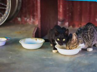 Φωτογραφία για Ποιες τροφές βλάπτουν την υγεία της γάτας;