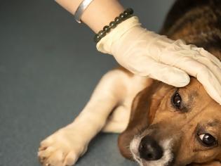 Φωτογραφία για Μυστηριώδης νόσος «θερίζει» σκύλους στη Νορβηγία