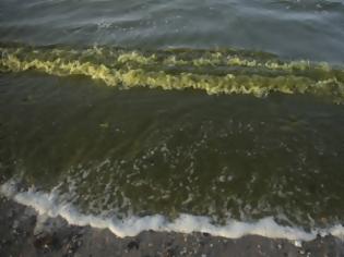 Φωτογραφία για Επικίνδυνο φύκι ξεβράζεται στις ακτές της Γαλλίας: «Μπορεί να σκοτώσει μέσα σε λίγα δευτερόλεπτα»