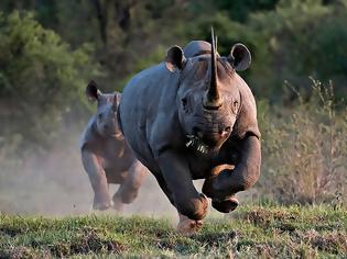 Φωτογραφία για Παραλογισμός και Εξουσία: Αυξάνουν το κυνήγι του Ρινόκερου για τουριστικούς σκοπούς και με τα κερδισμένα έσοδα θα τον …προστατέψουν