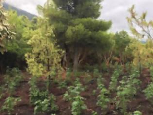 Φωτογραφία για Εντοπίσθηκαν τρεις φυτείες δενδρυλλίων κάνναβης σε δασική περιοχή στα Γεράνεια Όρη
