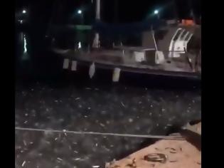 Φωτογραφία για ΔΕΙΤΕ ΚΑΙ ΒΙΝΤΕΟ απο τα μικρά ψάρια που βγήκαν στη στεριά στον ΑΣΤΑΚΟ