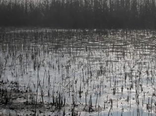 Φωτογραφία για Η λίμνη Κορώνεια πεθαίνει
