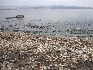 Φωτογραφία για Φωτος από την Κορώνεια: Αργός θάνατος για το οικοσύστημα