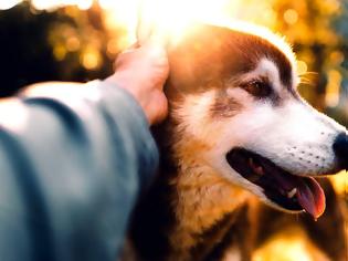 Φωτογραφία για Συμβίωση σκύλου και ανθρώπου: Mε αφορμή μια ανείπωτη τραγωδία
