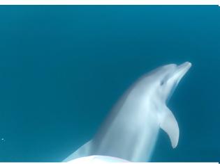 Φωτογραφία για Αμβρακικός κόλπος: Δελφίνια «επισκέπτονται» σκάφος (video)