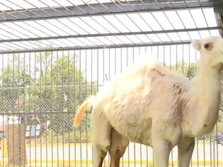 Φωτογραφία για Γυναίκα δάγκωσε καμήλα στα... γεννητικά όργανα για να γλιτώσει