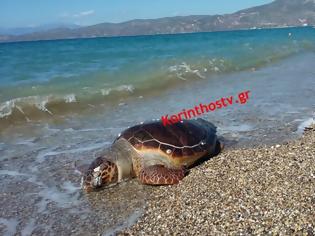Φωτογραφία για Κόρινθος: Εντοπίστηκαν δυο νεκρές χελώνες καρέτα - καρέτα την ίδια μέρα