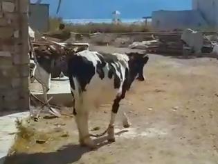 Φωτογραφία για Δένουν τις αγελάδες στα πόδια για να μην ενοχλούν τους τουρίστες