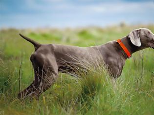 Φωτογραφία για Χάθηκε κυνηγετικός σκύλος στη Ρόδο