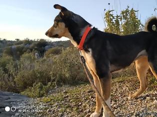 Φωτογραφία για Βρέθηκε ο σκύλος που είχε χαθεί στα ΠΑΛΙΑΜΠΕΛΑ Βόνιτσας