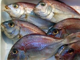 Φωτογραφία για Έρευνα που σοκάρει: Όλη η αλήθεια για τα ψάρια που τρώμε - Από τη φορμόλη στα... ψυχοφάρμακα