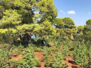 Φωτογραφία για Φυτεία με πάνω από 1.000 χασισόδεντρα στην Πρώτη Σερρών